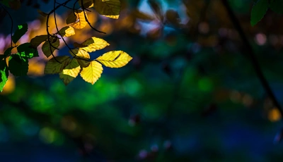 Image: Ветка, листья, блики, свет