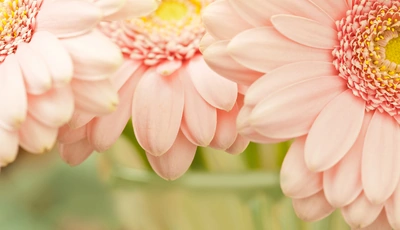 Image: Цветы, розовые, лепестки