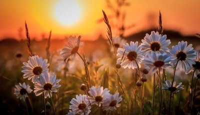 Image: Ромашки, цветы, травинки, закат, солнце, поле