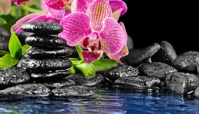 Картинка: Цветы, орхидея, камни, вода, брызги, капли