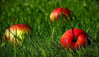 Картинка: Яблоки, трава, капли, роса
