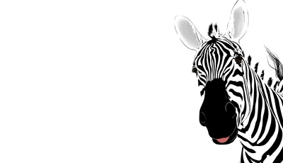 Image: Zebra, face, stripes, black and white, white background