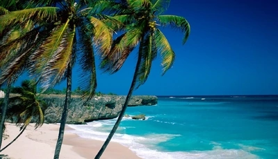 Картинка: пальма, океан, берег