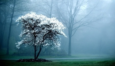 Картинка: Дерево, лес, туман, дорога, деревья, природа