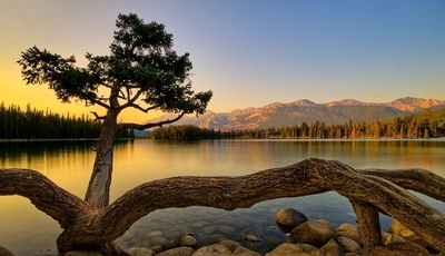 Image: Озеро, вода, дерево, ствол, камни, вечер, лес, горы