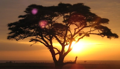 Image: Tree, sun, crown, sunset, safari, Africa, sky, trees, branches