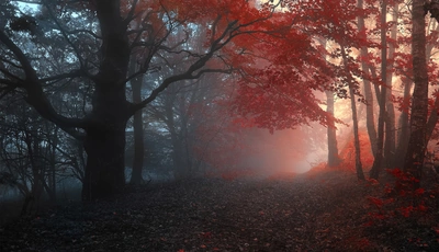 Image: Деревья, лес, туман, дорожка, красные листья