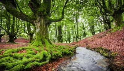 Image: Trees, power, powerful, roots, branches, foliage, river, forest