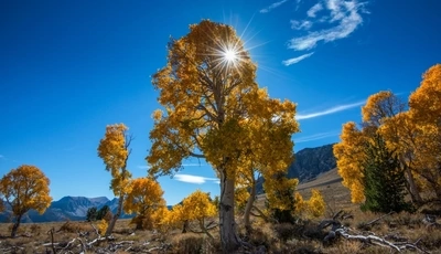 Image: Trees, yellow, mountains, sky, field, sun, rays, nature, grass
