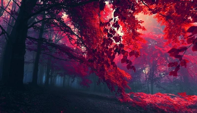 Image: природа, осень, лес, деревья, сумерки