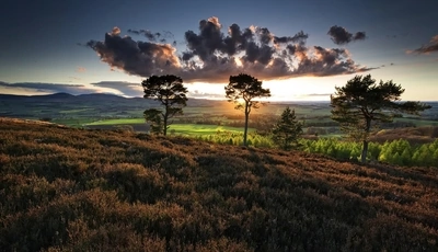 Image: Field, sky, clouds, horizon, grass, trees