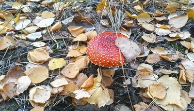 Image: природа, гриб, мухомор, листья, осень