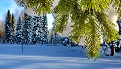Картинка: Деревья, хвоя, сосна, ель, иголки, ветки, снег, небо