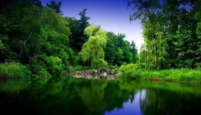 Картинка: природа, лес, река, мост, зелень, ивы, березы
