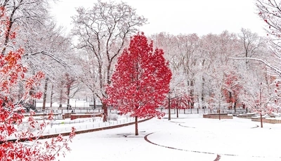 Image: Деревья, листва, снег, парк