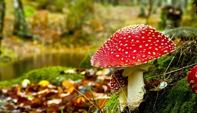 Image: Mushroom, Fly Agaric, moss, leaves