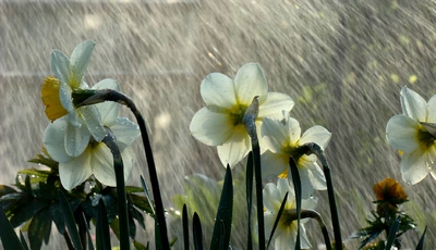 Image: Нарциссы, цветы, белые, стебли, дождь, капли