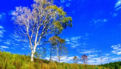 Image: Деревья, небо, облака, трава, поле, лес