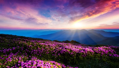 Картинка: Пейзаж, цветы, рассвет, лучи солнца, небо, облака, горы, туман, горизонт