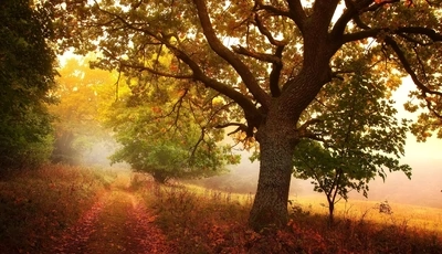 Image: Forest, trees, nature, autumn, leaves, road, fog