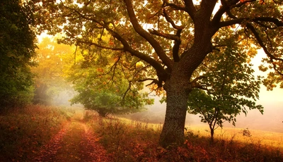 Картинка: Осень, лес, дерево, ветки, листья, трава, тропинка, день, свет