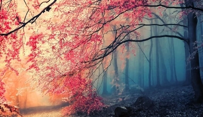 Картинка: красиво, осень, лес