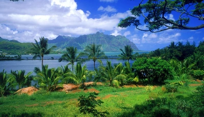 Image: природа, тропики, пальмы, тропические обои