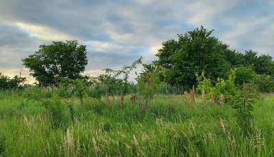 Картинка: пейзаж, станица Петровская, луг