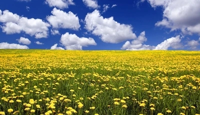 Image: Glade, field, dandelions, yellow, flowers, grass, sky, clouds, day, summer