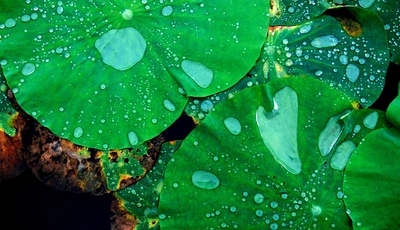 Image: Drops, Lotus, green, leaves, plant, water