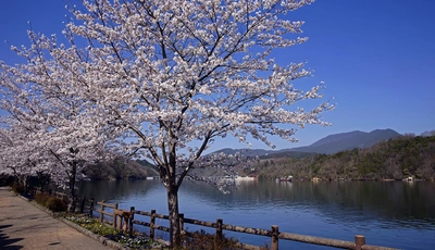 Image: весна, река, деревья