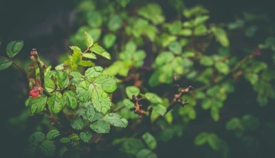 Image: leaves, drops, dew