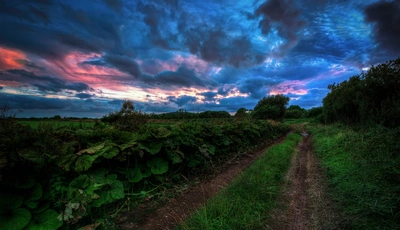Картинка: Дорога, трава, зелень, растение, небо, облака, тучи, закат