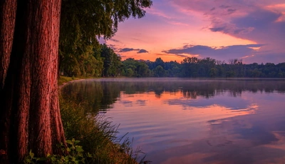Image: Деревья, ствол, листья, трава, озеро, вода, берег, отражение, небо, облака, закат, вечер