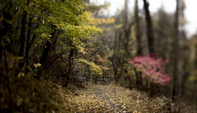 Image: Forest, trees, leaves, autumn, trail, track, blurring