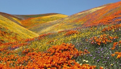 Картинка: Цветы, долина, поле, холмы, небо, лето