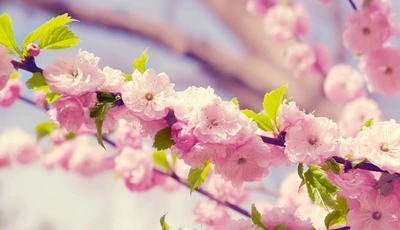 Картинка: Сакура, цветы, ветка, листья, весна, цветение, макро, розовый