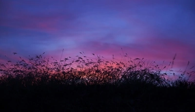 Image: Камыш, растение, закат, небо, вечер