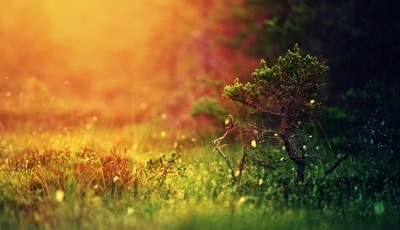 Image: Дерево, ветки, ёлка, трава, сосна, блики, свет, боке