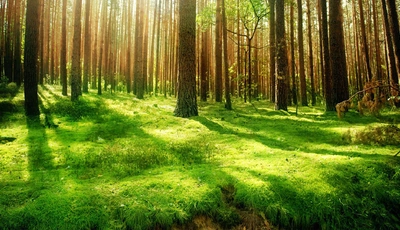 Картинка: природа, деревья, лес, стволы, трава, зелень