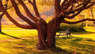 Картинка: Деревья, ствол, парк, зелень, трава, скамейка, тень, лето
