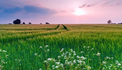 Картинка: Трава, колосья, поле, зелень, горизонт, силуэт, деревья, небо, облака, след, дорога