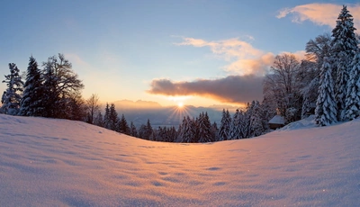 Image: Winter, snow, traces, trees, needles, sun, rays, sky, clouds, evening, sunset