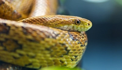 Image: Змея, рептилия, чешуя, голова, глаз, боке