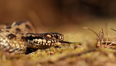 Image: Змея, гадюка, язык, глаз, голова, трава, макро, рептилия
