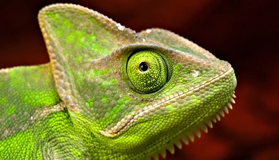 Image: Хамелеон, глаз, чешуя, кожа, зелёный