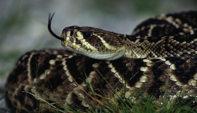 Image: Rattlesnake, Viper, tongue, hiss, scales