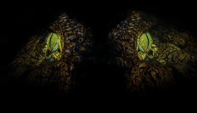 Image: Крокодил, аллигатор, глаза, взгляд, макро, свет, ночь, чёрный фон