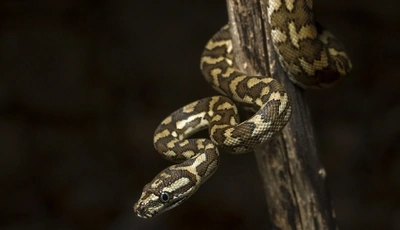 Image: Snake, spots, branch, dark background, composure