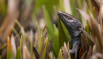 Image: Lizard, eyes, scales, grass, blur